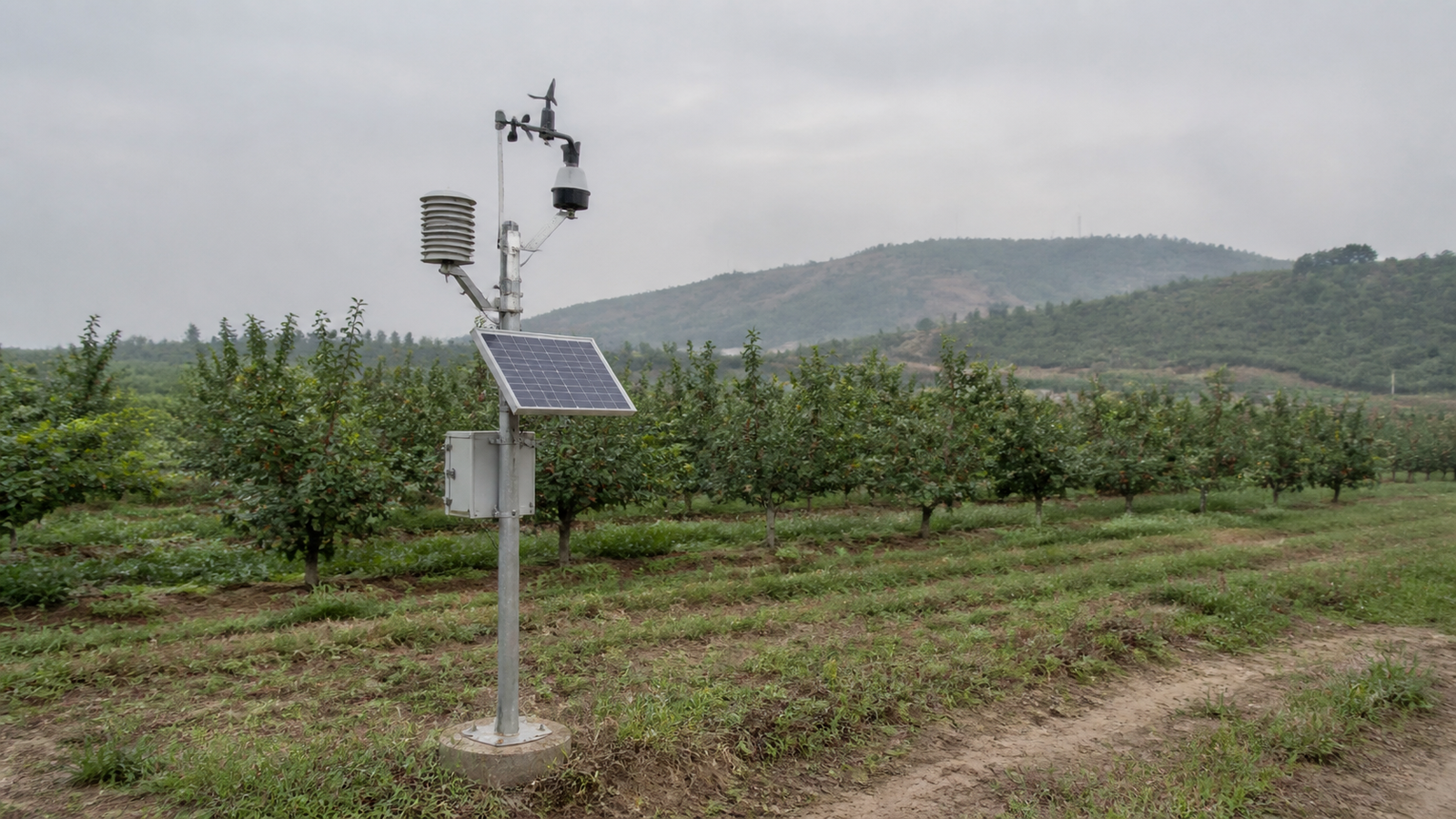 A solar-powered agricultural weather station on a dedicated pole at the edge of an orchard, with sensors, solar panel, and enclosure visible against rows of trees.